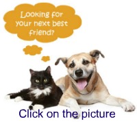 See adoptable pets