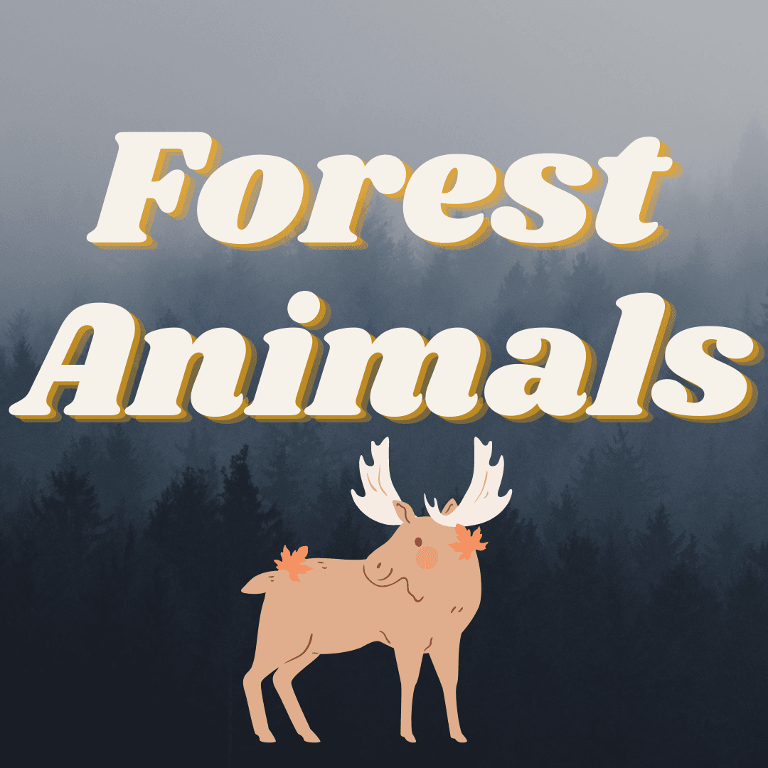 Forest ANimals