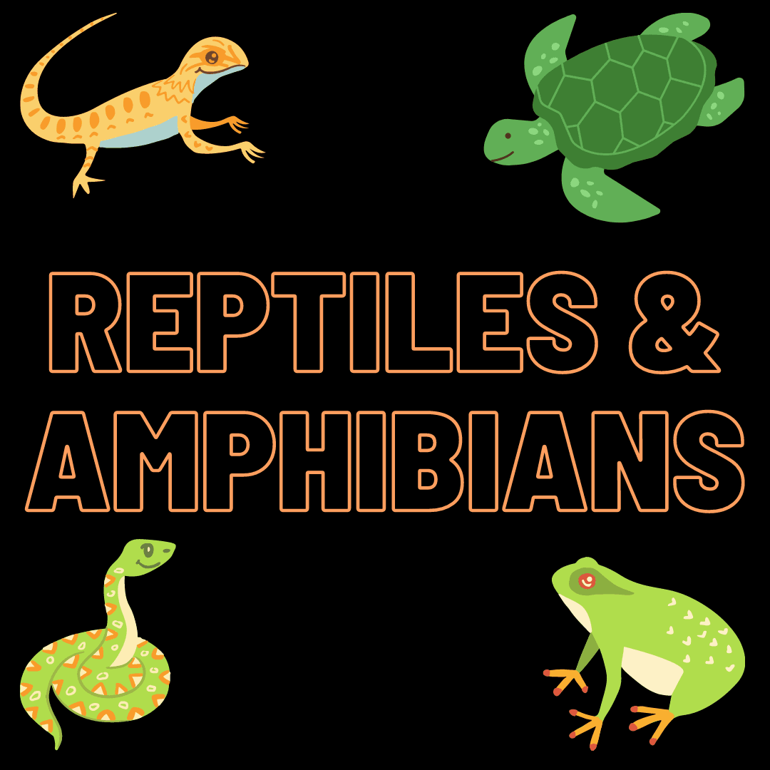 Reptiles and Amphibians