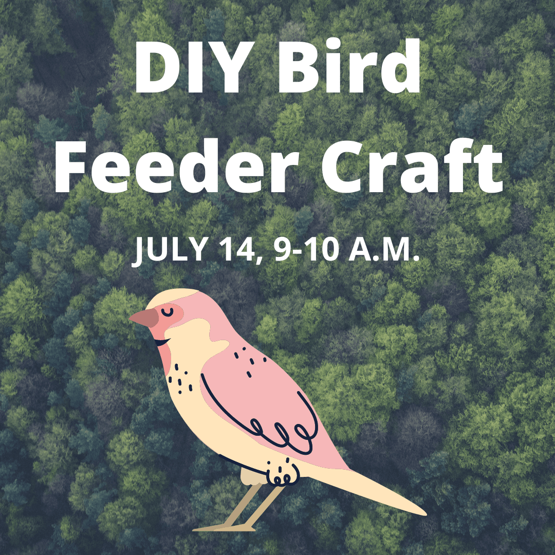 DIY Bird Feeder Craft (1)