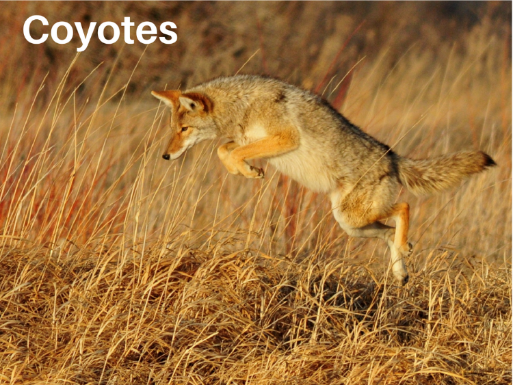 photo of a Coyote