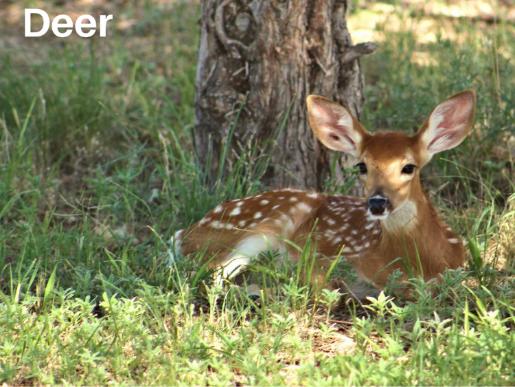 photo of a Deer
