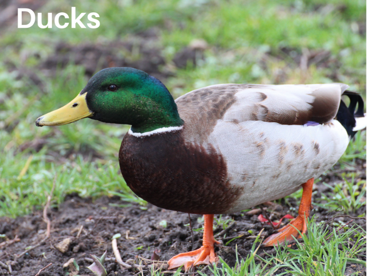 photo of a Duck