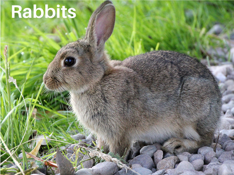 photo of a Rabbit