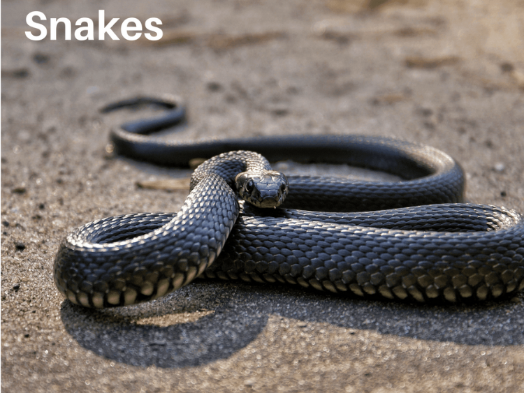 photo of a Snake