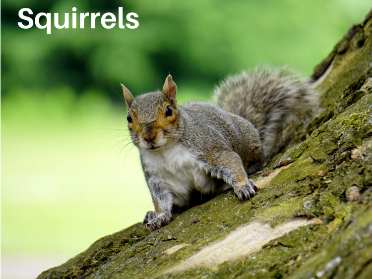 photo of a Squirrel