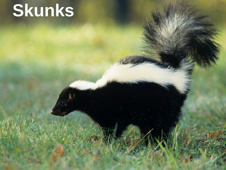 photo of a Skunk