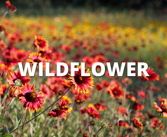 Wildflower