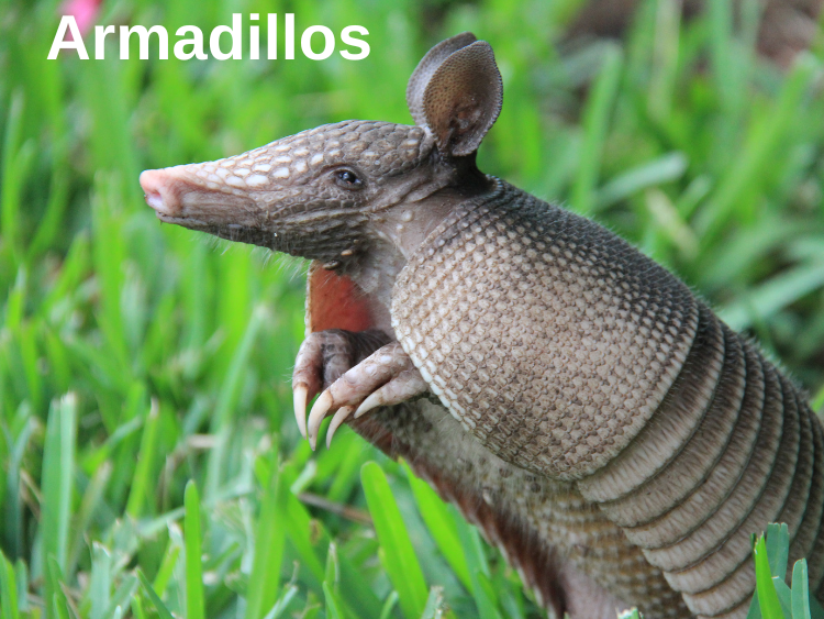 photo of an Armadillo