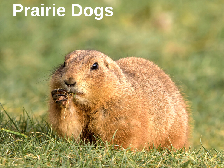 photo of a Prairie Dog
