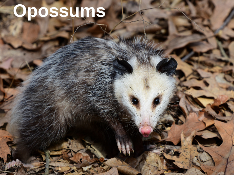 photo of an Opossum