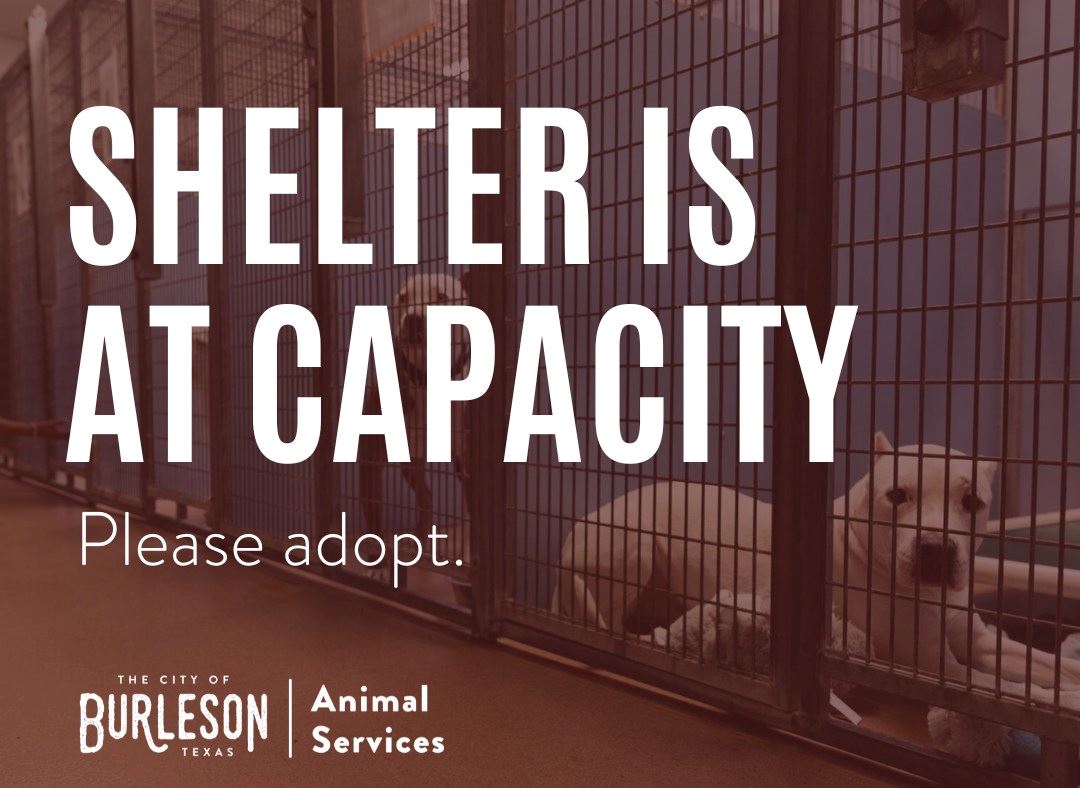 shelter is at capacity