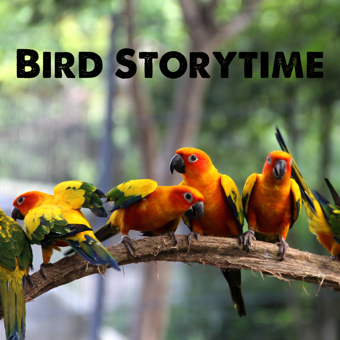 Bird Storytime (1)