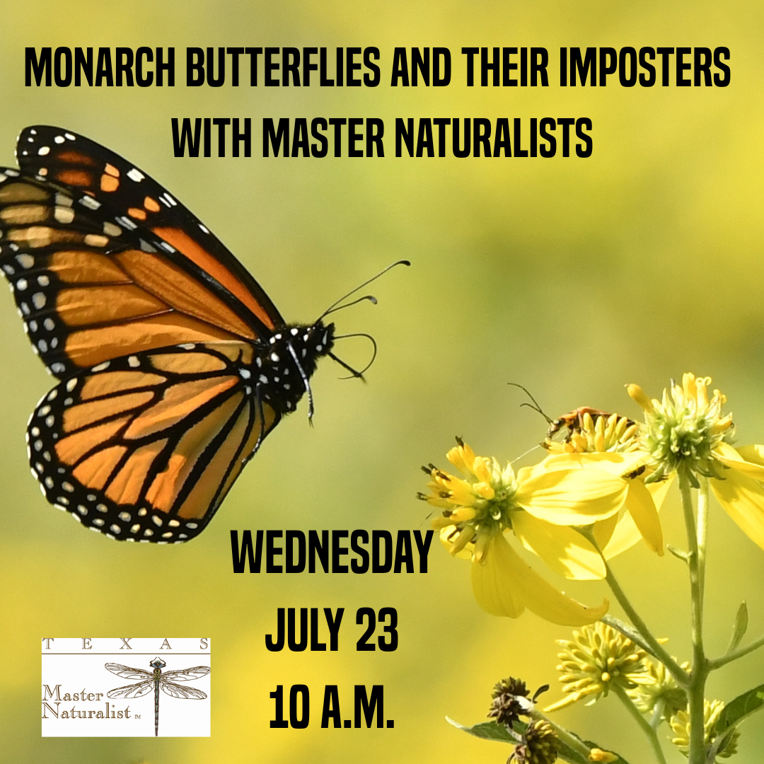 Monarch Butterflies and Their Imposters with master naturalists