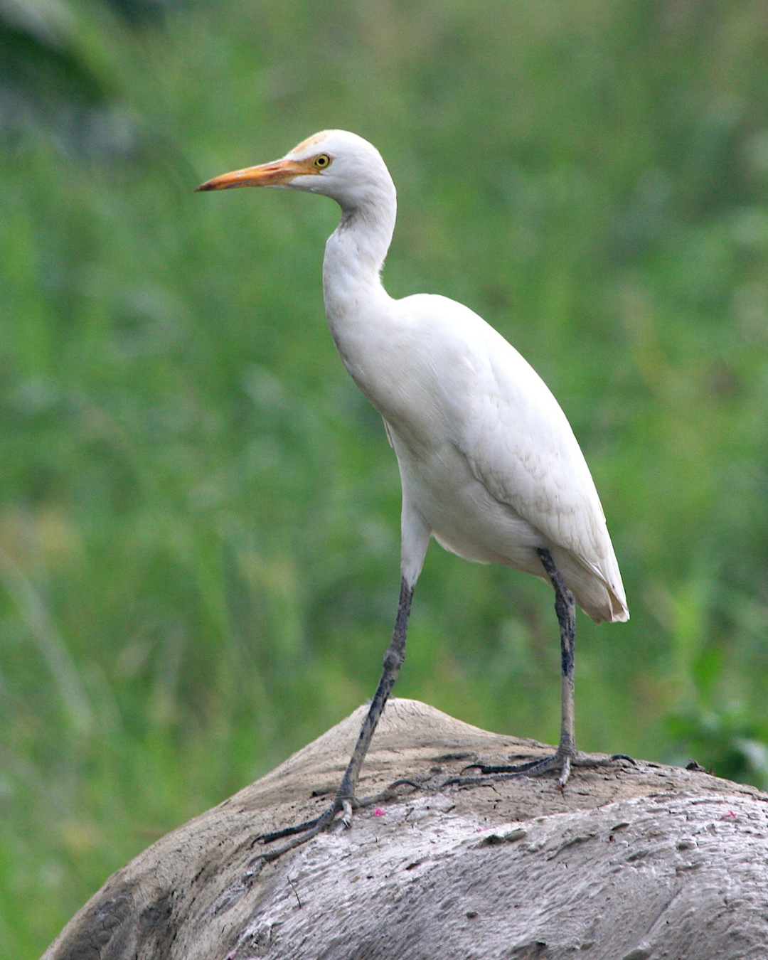 Photo of egret for efforts successfully deter egret rookery news flash