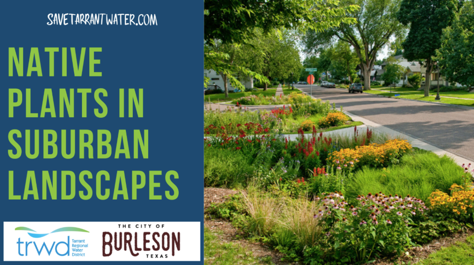 native plants in suburban landscapes
