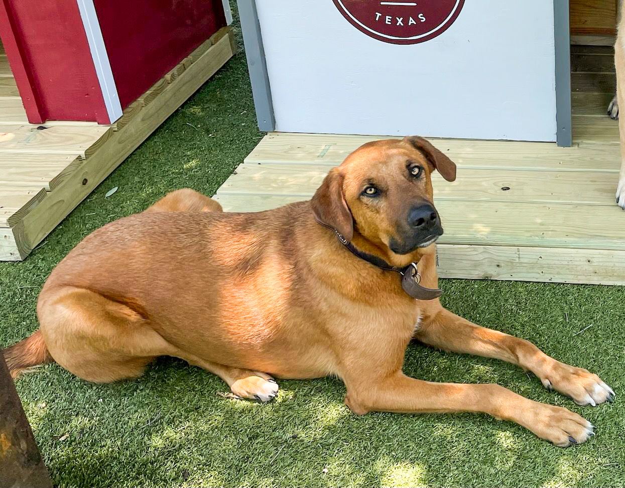 photo of a dog named Clifford